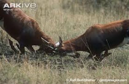 images (2) - x66-Antilopa lira Bontebok