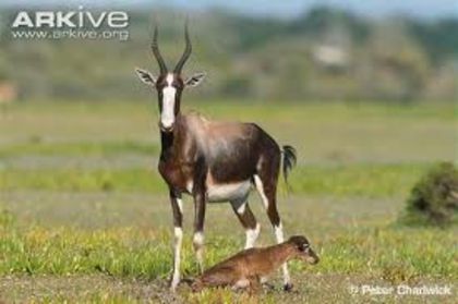 images (4) - x66-Antilopa lira Bontebok