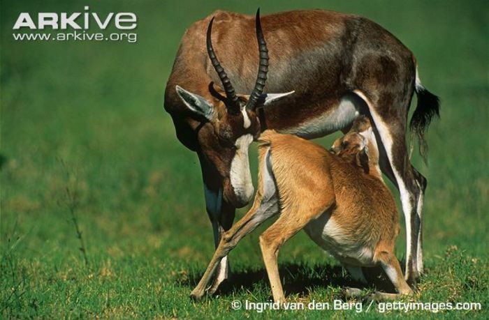 Infant-blesbok-suckling-from-female - x66-Antilopa lira Bontebok