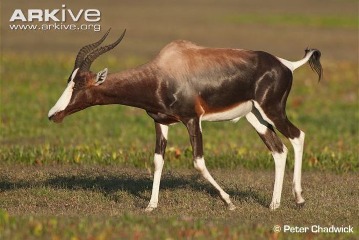 Male-bontebok-in-dominance-walk