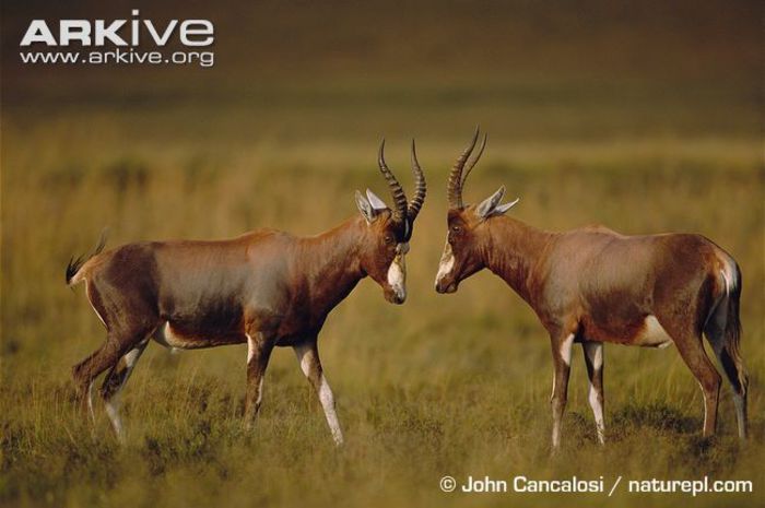 Two-male-blesboks-sparring - x66-Antilopa lira Bontebok