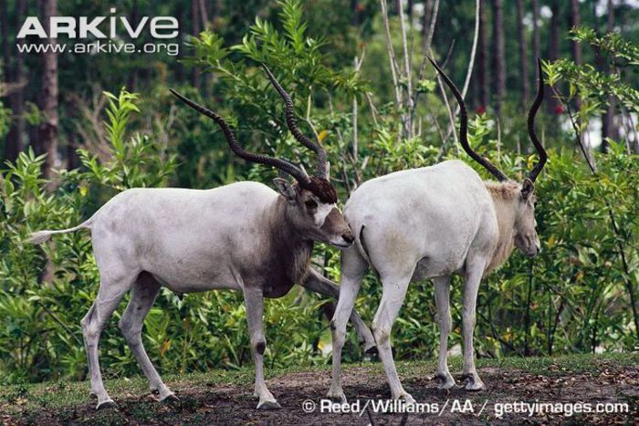 Addax-adult-pair - x67-Antilopa mendes