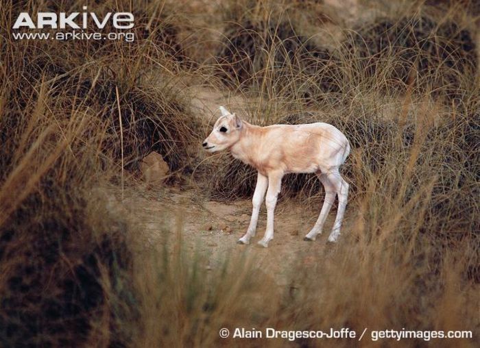 Addax-calf - x67-Antilopa mendes