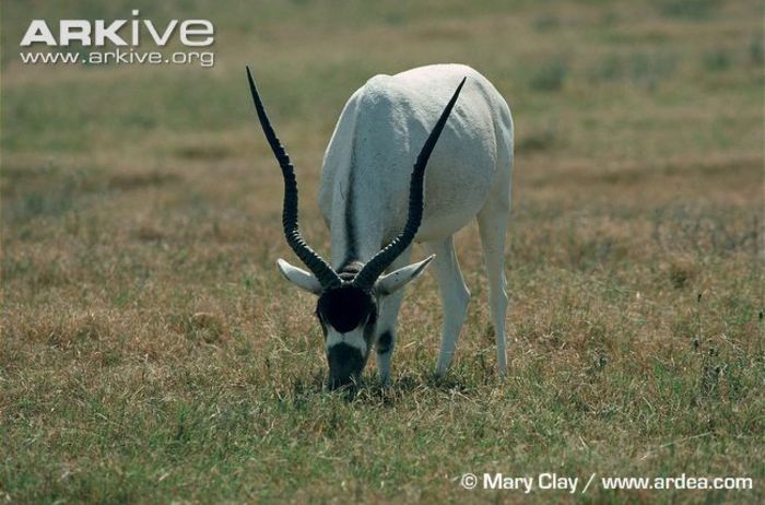 Addax-grazing - x67-Antilopa mendes