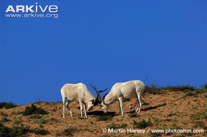 Addax-males-interacting - x67-Antilopa mendes