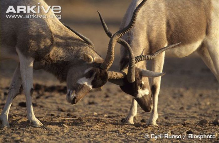 Addax-pair-fighting - x67-Antilopa mendes