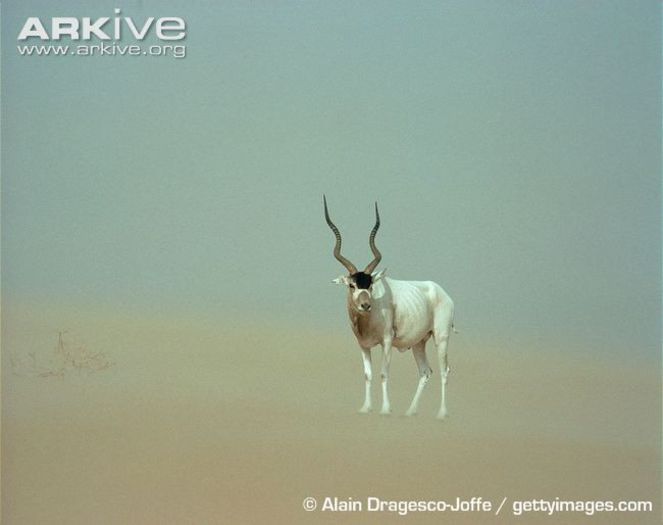 Addax-standing-in-desert-habitat