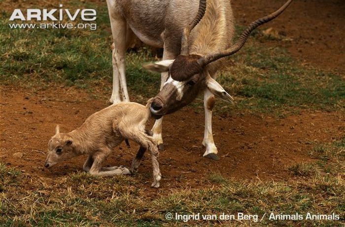 Addax-with-newborn-calf - x67-Antilopa mendes