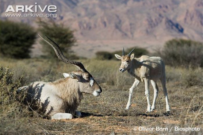 Adult-addax-and-calf - x67-Antilopa mendes