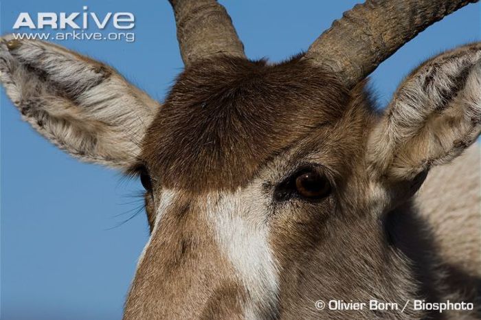 Close-up-of-addax - x67-Antilopa mendes