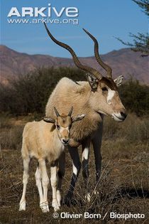 Female-addax-and-young - x67-Antilopa mendes