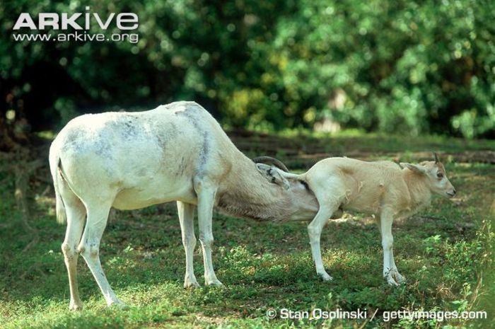 Female-addax-cleaning-juvenile - x67-Antilopa mendes