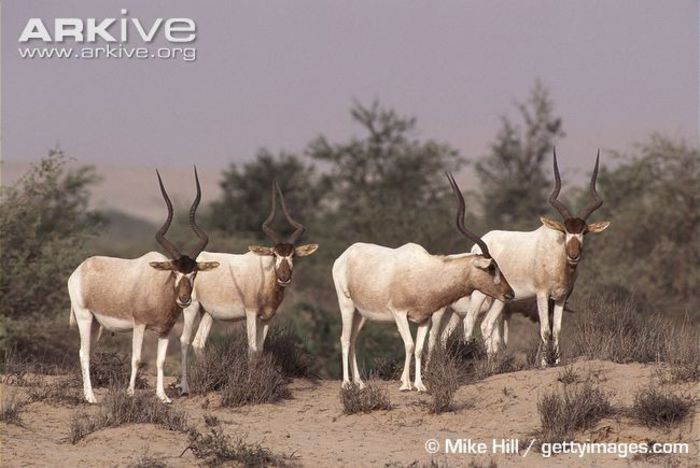Herd-of-addax - x67-Antilopa mendes