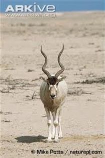 images - x67-Antilopa mendes