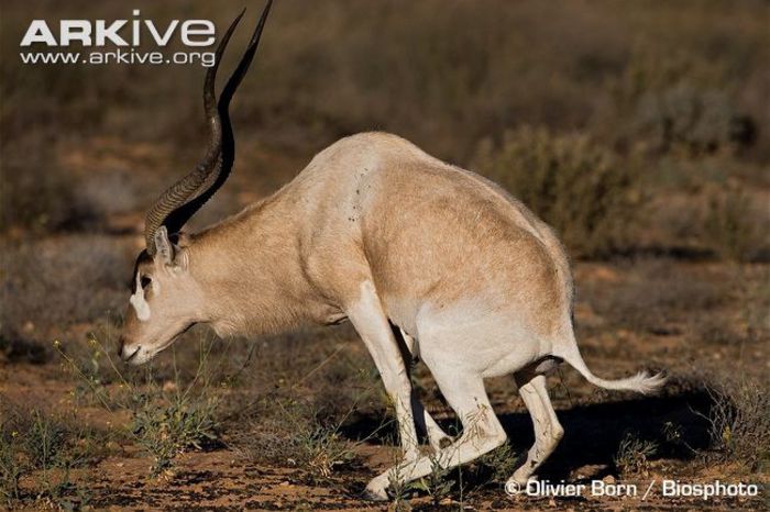 Male-addax-marking-territory-with-faeces - x67-Antilopa mendes