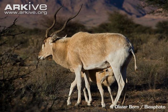 Young-addax-suckling - x67-Antilopa mendes