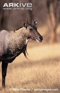 Adult-male-nilgai - x68-Antilopa nilgau
