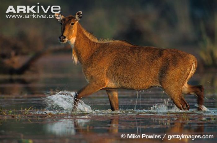 Female-nilgai-walking-through-shallow-water - x68-Antilopa nilgau