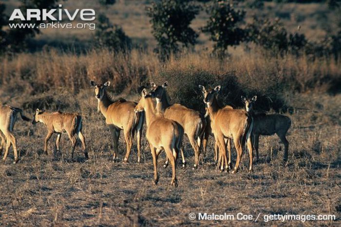 Group-of-nilgai-adult-females-and-young