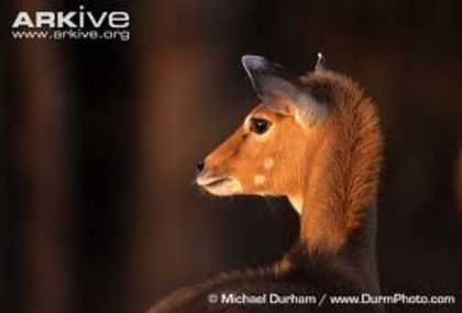 images (1) - x68-Antilopa nilgau