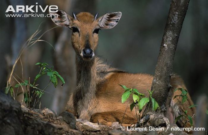 Juvenile-male-nilgai-lying-down - x68-Antilopa nilgau