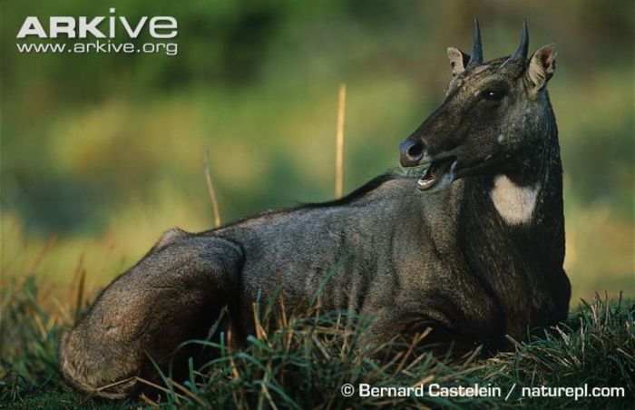 Male-nilgai-lying-down-with-mouth-open