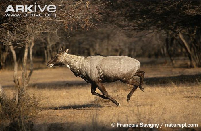 Male-nilgai-running