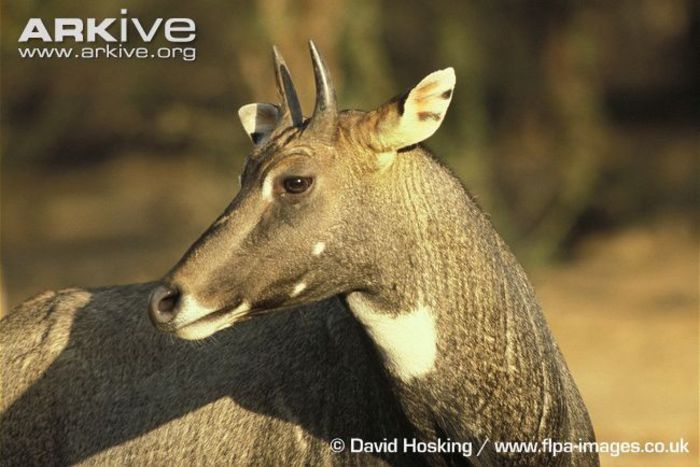 Nilgai-adult-male-side-profile - x68-Antilopa nilgau