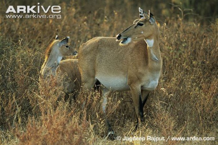 Nilgai-female-and-young - x68-Antilopa nilgau