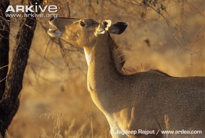 Nilgai-female-feeding - x68-Antilopa nilgau