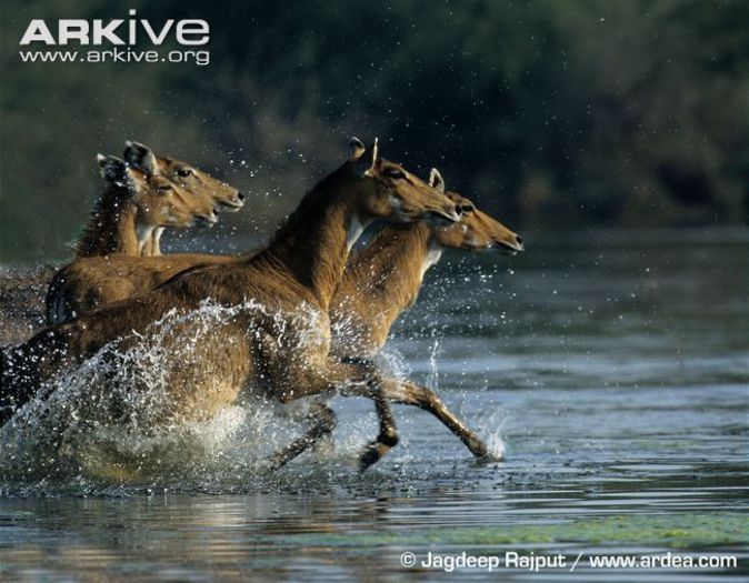 Nilgai-females-running-through-wetlands - x68-Antilopa nilgau