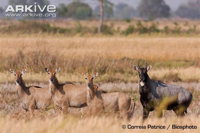 Nilgai-group-male-with-females - x68-Antilopa nilgau