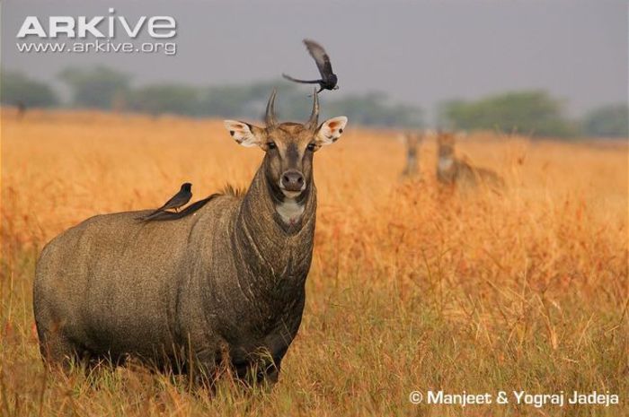 Nilgai-male-in-habitat - x68-Antilopa nilgau