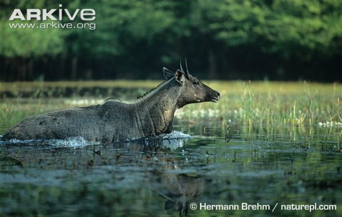 Nilgai-male-in-water