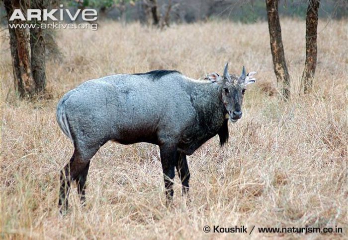Nilgai-male-lateral-view - x68-Antilopa nilgau