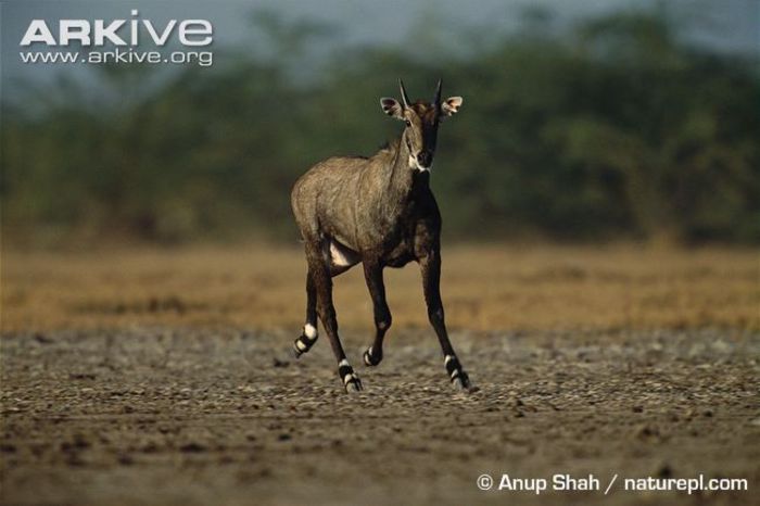 Nilgai-male-running - x68-Antilopa nilgau