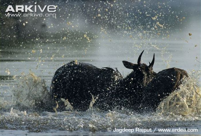 Nilgai-males-fighting-in-water