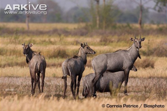 Nilgai-males-in-habitat