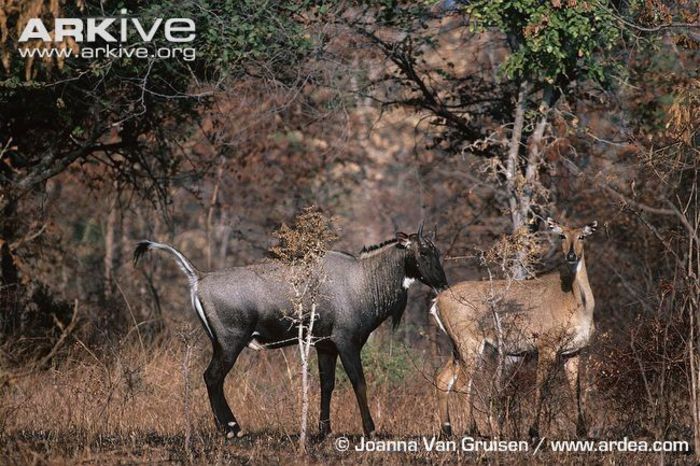 Rutting-male-nilgai-approaching-female - x68-Antilopa nilgau