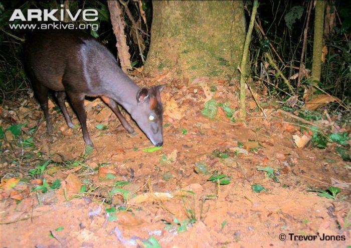 Abbotts-duiker-foraging