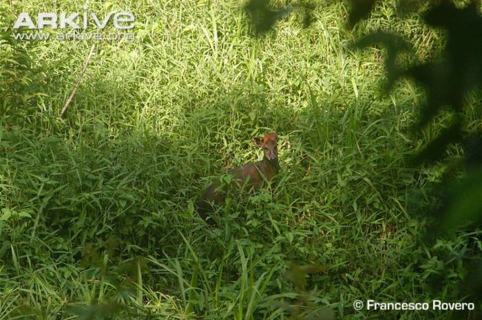 Abbotts-duiker-in-long-grass - x69-Antilopa rosie de padure