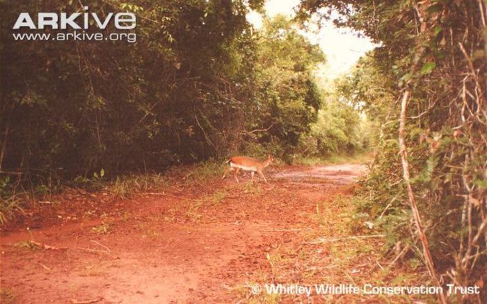 aders-duiker-crossing-road - x69-Antilopa rosie de padure