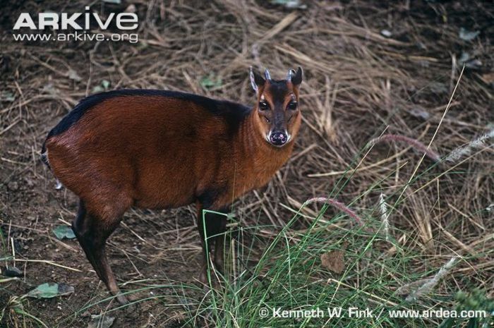 Bay-duiker - x69-Antilopa rosie de padure