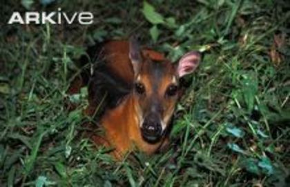 Bay-duiker-resting - x69-Antilopa rosie de padure