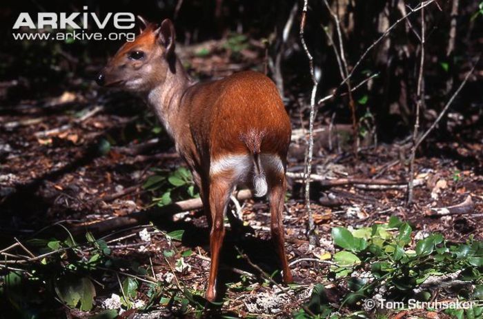 captive-aders-duiker-rear-view - x69-Antilopa rosie de padure