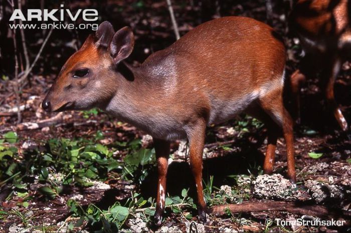 captive-aders-duiker-young-male - x69-Antilopa rosie de padure