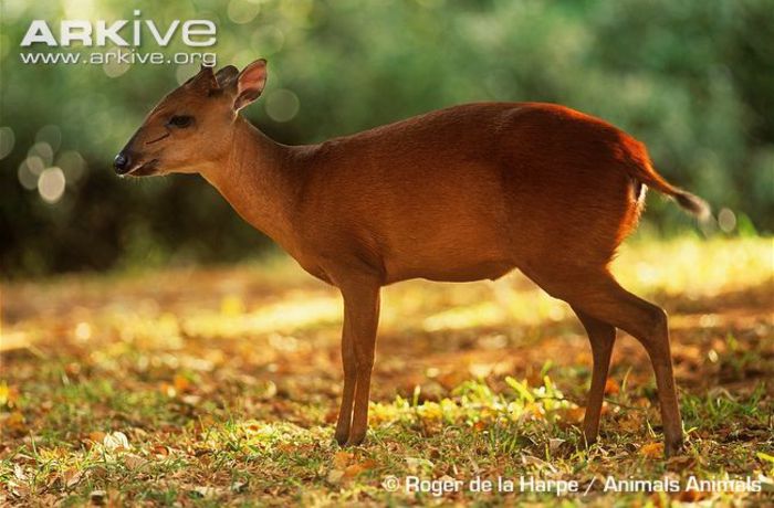 Female-Natal-duiker - x69-Antilopa rosie de padure