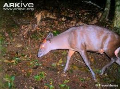 images (3) - x69-Antilopa rosie de padure