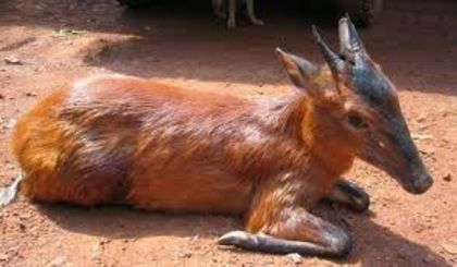 images (4) - x69-Antilopa rosie de padure