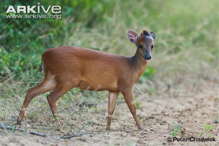 natal-duiker - x69-Antilopa rosie de padure